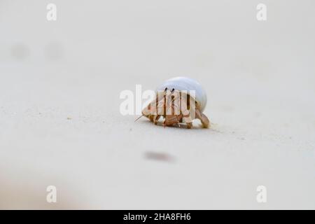 Coenobita perlatus, una specie di granchio eremita terrestre noto come granchio eremita di fragole, sull'atollo Cosmoldeo delle Seychelles Foto Stock