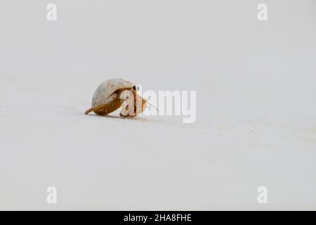 Coenobita perlatus, una specie di granchio eremita terrestre noto come granchio eremita di fragole, sull'atollo Cosmoldeo delle Seychelles Foto Stock