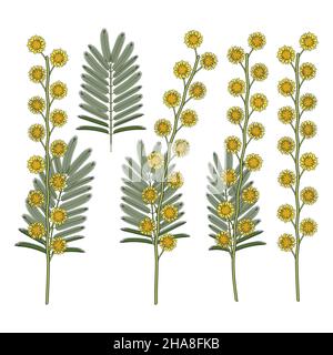 Set di illustrazioni a colori con fiori di mimosa. Oggetti vettoriali isolati su sfondo bianco. Illustrazione Vettoriale