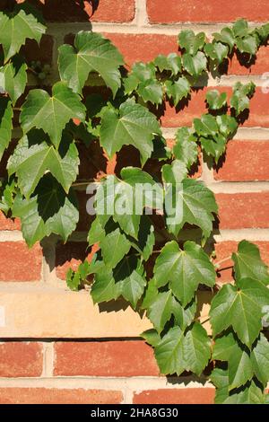 Lussureggiante edera verde che sale la parete di mattoni nel sole luminoso. Foto Stock