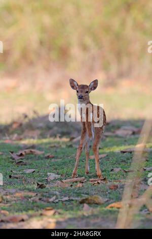 Cervi macchiati o fawn di Chital (asse dell'asse) nella riserva delle tigri di Tadoba-Andhari, Maharashtra, India Foto Stock