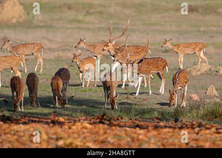 Mandria di cervi macchiati o Chital (asse dell'asse) nella riserva delle tigri di Tadoba-Andhari, Maharashtra, India Foto Stock