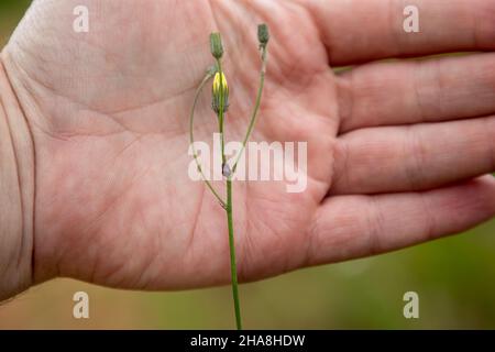 Verticale, fuoco selettivo su un piccolo tick che tiene su uno stelo di pianta, in una mano caucasica Foto Stock