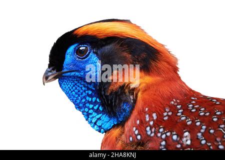 Testa tragopana di Temminck isolata su sfondo bianco (Tragopan temminckii) Foto Stock