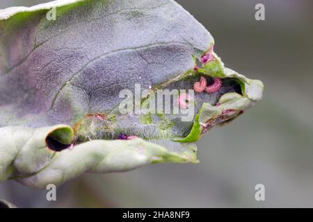 Larve della famiglia Cecidomyiidae che si nutrono in un tratto arrotolato di una foglia di fagiolo. Foto Stock