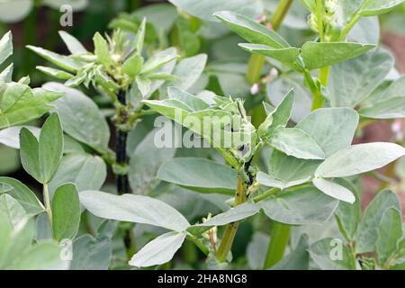 Gli afidi di fagiolo nero, Aphis fabae, su piante di fagiolo faba. È un parassita di molti raccolti e ornamentali. Foto Stock