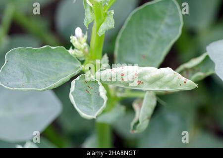 Ampia pianta di fagiolo con spot di cioccolato malattia il fogliame, un problema fungine Botrytis Fabae, Botrytis Cinerea. Foto Stock