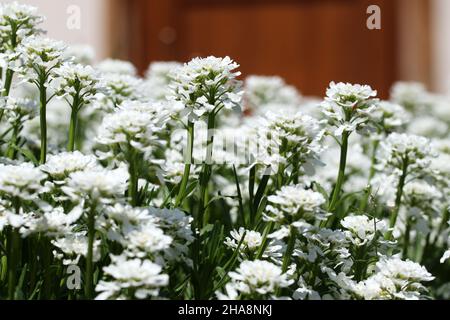 Fiore bianco Iberis. Candytuft (Iberis amara - Iberis sempervirens, fiori multipli Foto Stock