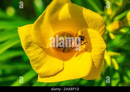 Le api del miele volano e si arrampicano nel fiore giallo dell'Oleander sull'albero con foglie verdi a Playa del Carmen Messico. Foto Stock