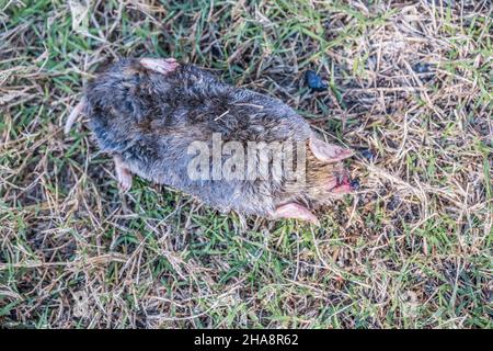 Fuori dal sottosuolo una talpa morta che giace sulla superficie del terreno capovolto con le sue griffe vista closeup verso l'alto Foto Stock