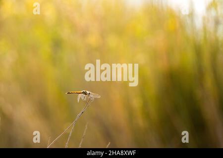 Dragonfly arancione appollaiato su un bastone contro uno sfondo di canna luminoso Foto Stock