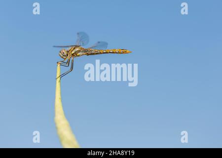 Dragonfly bianco e nero arancione che tiene su una foglia verde Foto Stock