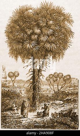 Un'illustrazione di fine 19th secolo di una palma di Doum (Hyphoene thebaica). Cresce in regioni più calde e ha frutti commestibili . È anche conosciuta come l'albero del pan di zenzero e la palma del doom. Ha una vasta gamma di usi tra cui oggetti in legno, scopa, corda, paglia, materiali di tessitura e l'uso come un vegetale. Foto Stock