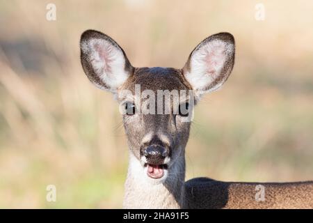 Primo piano di giovane femmina cervi dalla coda bianca Odocoileus virginianus doe. I cervi dalla coda bianca sono comuni in molte aree orientali e centrali degli Stati Uniti. Foto Stock