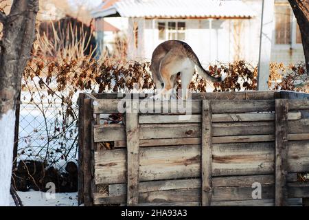 Il cane gioca nel cortile in inverno. Grande cane in colletto blu si erge su capannone di legno, cottage e cespugli di piante secche vicino recinzione in background, inverno Foto Stock