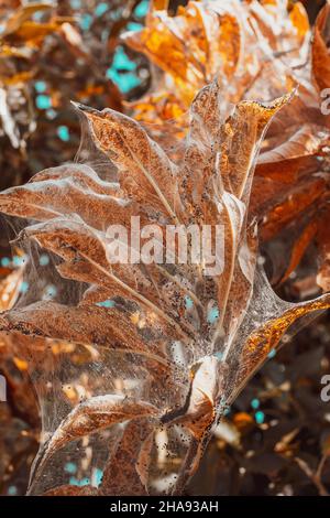 Un gruppo di Moth Caterpillars su foglie secche Foto Stock