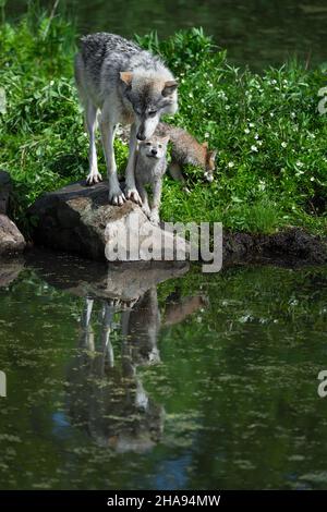 Lupo grigio (Canis lupus) e cucciolo guardare in acqua riflesso Estate - animale prigioniero Foto Stock
