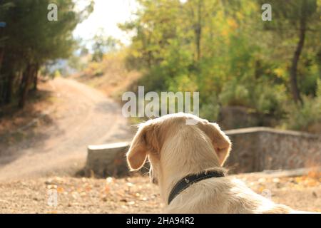 Cane, cane piccolo che guarda la strada. Protegge il territorio. Foto Stock