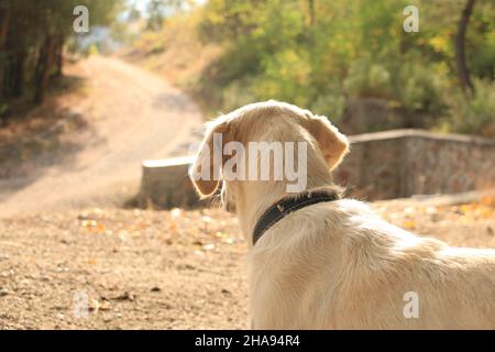 Cane, cane piccolo che guarda la strada. Protegge il territorio. Foto Stock