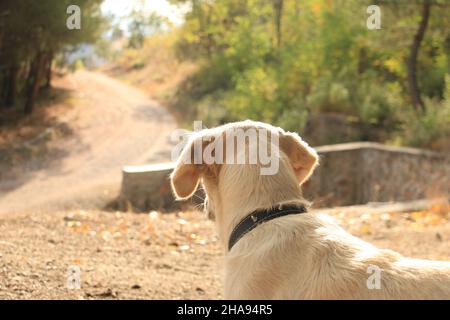 Cane, cane piccolo che guarda la strada. Protegge il territorio. Foto Stock