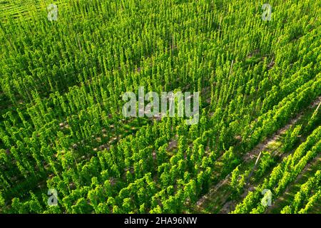 Germogli verdi di luppolo crescono su corde. Settore specializzato. Vista drone. Foto Stock