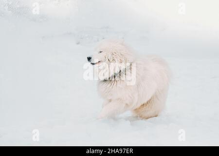 Divertente giovane bianco Samoyed cane o Bjelkier, Smiley, Sammy cane scuote fuori neve all'aperto nella stagione invernale. Divertente animale domestico all'aperto in Snowdrift Foto Stock