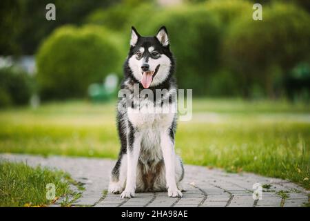 Husky Dog siediti nel marciapiede. Parco estivo. Divertente e delizioso cane da compagnia Foto Stock
