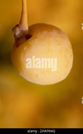 Frutta di albero del ginkgo mature su fuoco selettivo del primo piano-up dell'albero. Sfondo giallo sfocato Foto Stock