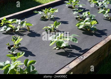 Il letto con fragole è coperto da un panno nero. Foto di alta qualità Foto Stock