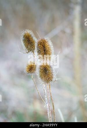 il seme di fiore marrone dorato si dirige su un bellissimo cavalletto selvatico autunnale (Dipsacus Fullonum) su Salisbury Plain, Regno Unito Foto Stock