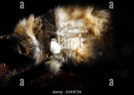 Gatto di ragamuffin purebred che riposa in una stanza sotto la luce del sole Foto Stock