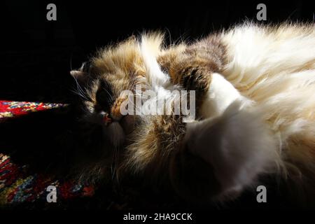 Gatto di ragamuffin purebred che riposa in una stanza sotto la luce del sole Foto Stock