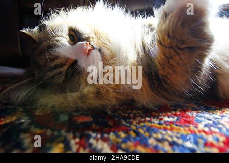 Ritratto di un gatto pigro carino giacente su un tappeto sotto la luce del sole Foto Stock