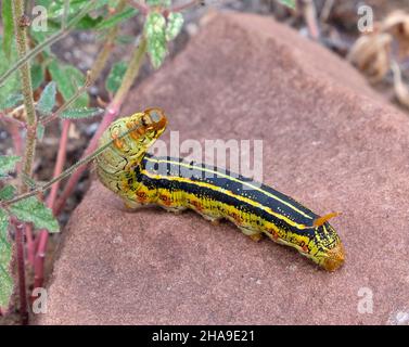 Un nutrimento White-foderato Sphinx Moth caterpillar (Hyles lineata) su un pezzo di pietra arenaria nel Grand Canyon, Arizona. Foto Stock