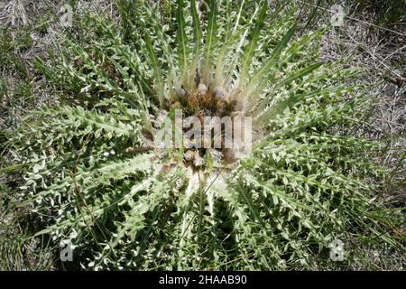 Pungente pianta di cardo che cresce basso al suolo Foto Stock