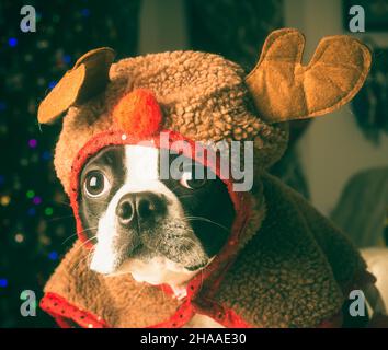 Adorabile Boston Terrier Puppy in costume da renna Foto Stock