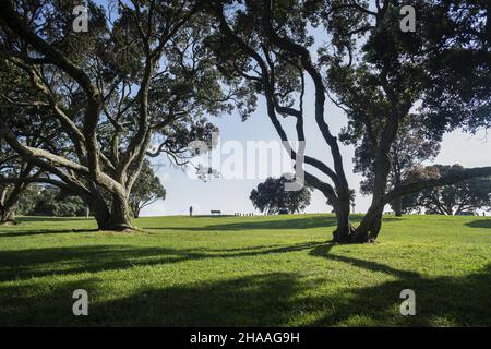 Alberi di Pohutukawa con lunghe ombre al mattino, uomo che cammina tra gli alberi alla riserva di Milford Beach. Foto Stock