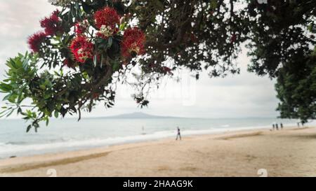Pohutukawa alberi in piena fioritura con offuscata Rangitoto Island in lontananza, Milford Beach, Auckland Foto Stock