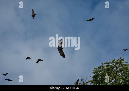 Volpi volanti dalla testa grigia che volano nel cielo in Australia Foto Stock