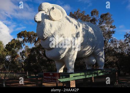 'Baart' la Grande RAM di Wagin, Australia Occidentale Foto Stock