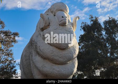 'Baart' la Grande RAM di Wagin, Australia Occidentale Foto Stock