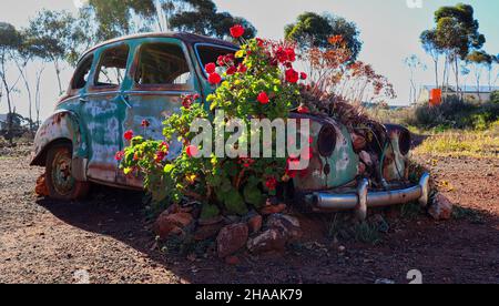 Uno scarabeo VW distrutto con fiori che crescono fuori di esso - Hippie Festival Street Art Foto Stock