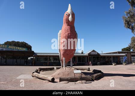 La Grande Galah a Kimba, Australia Meridionale Foto Stock