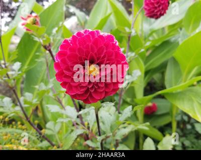 Singolo, rosso, giardino dahlia, o dahlia pinnata, su uno sfondo sfocato di foglie verdi e erba -05 Foto Stock