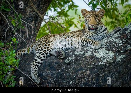 Leopardo (Panthera Pardus) femmina in un ebano africano o jackal-berry (Diospyros mespiliformis) albero. Sudafrica. Foto Stock