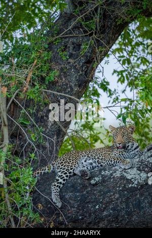 Leopardo (Panthera Pardus) femmina in un ebano africano o jackal-berry (Diospyros mespiliformis) albero. Sudafrica. Foto Stock