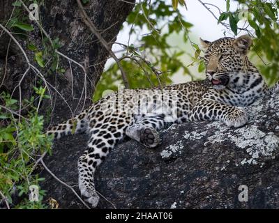 Leopardo (Panthera Pardus) femmina in un ebano africano o jackal-berry (Diospyros mespiliformis) albero. Sudafrica. Foto Stock