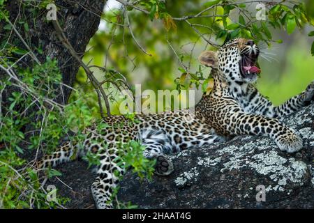 Leopardo (Panthera Pardus) femmina che sbava in un albero di ebano africano o acero (Diospyros mespiliformis). Parco Nazionale di Kruger. Mpumalanga. AF sud Foto Stock