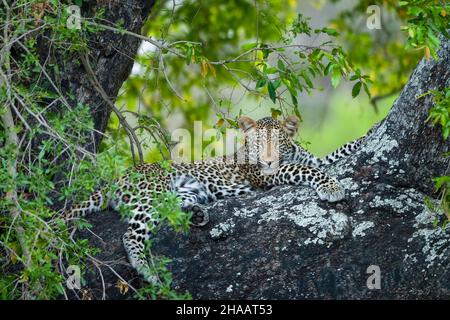 Leopardo (Panthera Pardus) femmina in un ebano africano o jackal-berry (Diospyros mespiliformis) albero. Sudafrica. Foto Stock