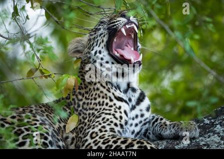 Leopardo (Panthera Pardus) femmina che sbava in un albero di ebano africano o acero (Diospyros mespiliformis). Parco Nazionale di Kruger. Mpumalanga. AF sud Foto Stock